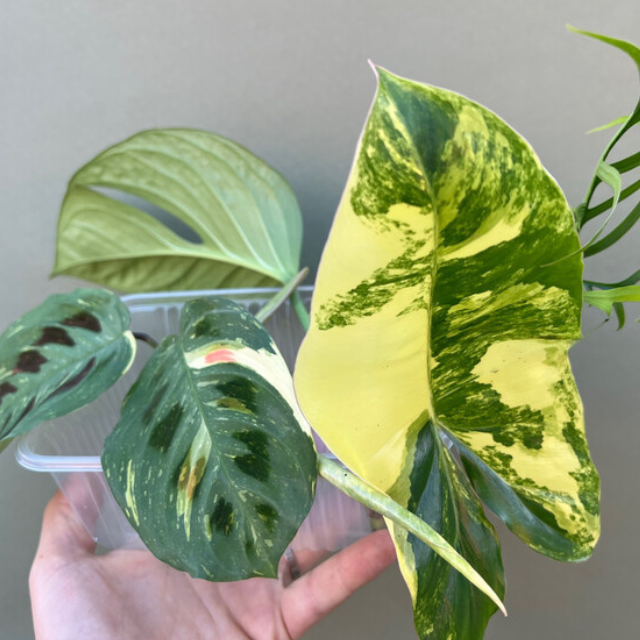 Bitte Alt-Text eintragen