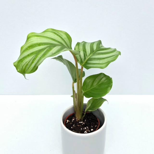 Bitte Alt-Text eintragen