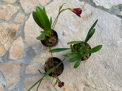 Angebot Masdevallia & Maxillaria Orchideen Mix (3 Stck)