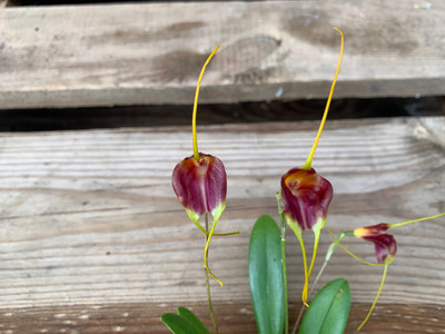 Angebot Masdevallia & Maxillaria Orchideen Mix (3 Stck)