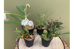 Angebot Orchideen Mix ( 5 Orchideen )