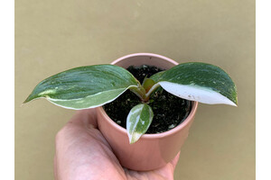 Philodendron White Knight Babyplant