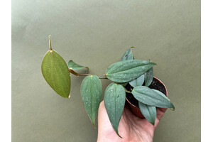 Philodendron spec. Panama NEW